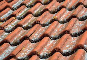 How to prevent moss growth roof